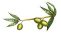 Color Cosmetic Ingredient Olive Branch Vintage Vector