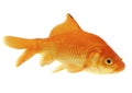 Color crucian carp - (Carassius carassius)