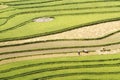 Color curves of the harvest on terraced fields Royalty Free Stock Photo