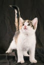 Color cute kitten looks up Royalty Free Stock Photo