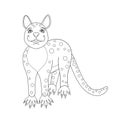 Color cute tiger quoll. Coloring page for kids.