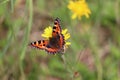 Colored butterfly in nice wild nature Royalty Free Stock Photo