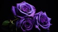 color dark purple roses