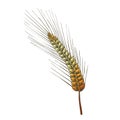 Color Designed Agriculture Grain Barley Spike Vector