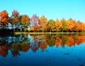 Detail photography of trees reflection on water Royalty Free Stock Photo