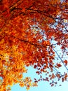 Beautiful autumnal photography of colored beech tree Royalty Free Stock Photo