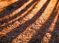Color detail photography of trees shadows