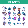 Color Different Plants Sign Icons Set Vector