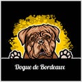 Color dog head, Dogue de Bordeaux breed on black background