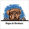 Color dog head, Dogue de Bordeaux breed on white background