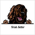 Color dog head, Irish Setter breed on white background