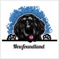 Color dog head, Newfoundland breed on white background