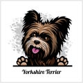 Color dog head, Yorkshire Terrier breed on white background