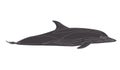 Dolphins Cute dolphin illustration. Color dolphin. Delphinus delphis