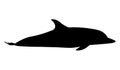 Color dolphin. Delphinus delphis. Dolphins vectorÃÅ½ Cute dolphin illustration