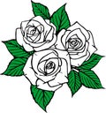 color drawing of a bouquet of three white roses with a black outline on a white background