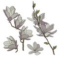 Color drawing of a branch of magnolia with flowers