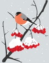 Color drawing with a branch of a winter Rowan tree, covered with a bunch of red berries and a bullfinch sitting on it under a