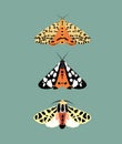 Color drawing moth. Vintage insects vector collection