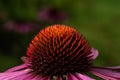 color echinacea close up on green background