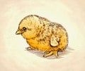 Color engrave isolated chicken illustration