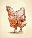 Color engrave isolated chicken illustration