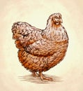 Color engrave isolated chicken illustration Royalty Free Stock Photo