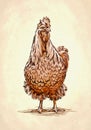 Color engrave isolated chicken illustration