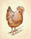 Color engrave isolated chicken illustration