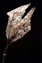 A dead leaf1 Royalty Free Stock Photo