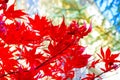 Foliage close up of red maple tree leaves on a bright sunny autumn day Royalty Free Stock Photo