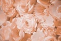 Color filter effect in dusky pink of a 3D paper flower wall, decor idea or backdrop for weddings, baby shower, birthday or parties