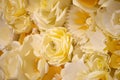 Color filter effect in pastel yellow of a 3D paper flower wall, decor idea or backdrop for weddings, baby shower, birthday parties