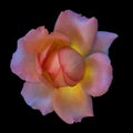 Macro of a single isolated orange pink yellow rose blossom on black background Royalty Free Stock Photo