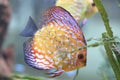 Color fish in aquarium Royalty Free Stock Photo