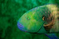 Color Fish at Aquarium Royalty Free Stock Photo