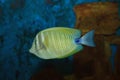 Color Fish at Aquarium Royalty Free Stock Photo