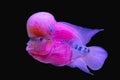Color fish, beautiful, big head, pink, white