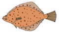Color flounder fish, hand drawn. Colorful flatfish isolated on white background. Vector illustration Royalty Free Stock Photo