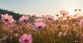 meadow flower nature sunset outdoor violet beautiful blooming field background pink. Generative AI. Royalty Free Stock Photo