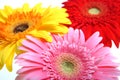 Color flowers