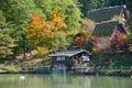 Color-full autumn tree in Hida Folk Village takayama japan.Tourist feed swan in pond.