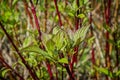 Color full Close up of plants growing at Sprintime