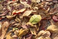 Color full leaf on the ground