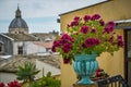 Color full pot with flowers Royalty Free Stock Photo