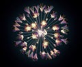 Color glass flower isolated on black , the Bell Agapanthus Royalty Free Stock Photo