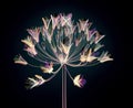 Color glass flower isolated on black , the Bell Agapanthus Royalty Free Stock Photo