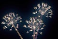 Color glass flower isolated on black , the Bell Agapanthus