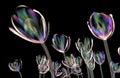 color glass flower isolated on black , the crocus