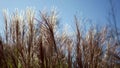 Color Graded Image of Cinematic Cat-Tails Blowing During Daytime Close Up Royalty Free Stock Photo